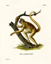 Woolly Spider Monkey (färgad gravyr)