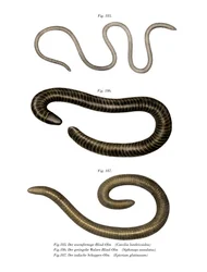 Maskliknande Caecilia (färg litho)
