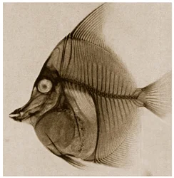 Röntgen av en fisk ca 1890