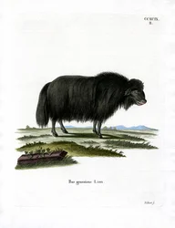 Yak (färgad gravyr)