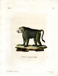 Gul babian (färgad gravyr)