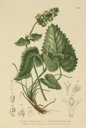 Gul Betony (Betonica Alopecurus, Stachys alopecuros)