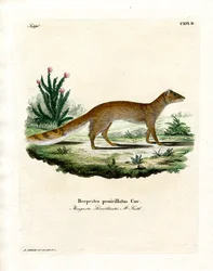 Yellow Mongoose (färgad gravyr)