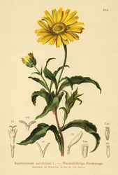 Gult oxöga (Buphthalmum salicifolium)