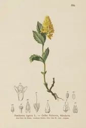 Gul Paederota (Paederota Ageria, Paederota lutea)