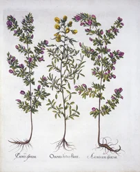 Gul vila-harv, rosa vila-harv och rosa taggig vila-harv, från Hortus Eystettensis, av Basil Besler (1561-1629), pub. 1613 (handfärgad gravyr)