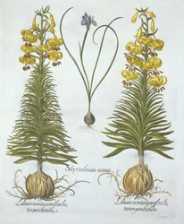 Gul Turkscap lilja med glödlampa och dvärg blåögt gräs, från Hortus Eystettensis, av Basil Besler (1561-1629), pub. 1613 (handfärgad gravyr)