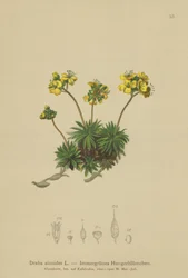 Gult svitgräs (Draba aizoides)