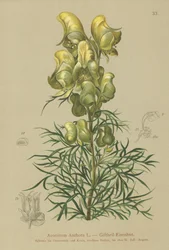 Gul munkhuva (Aconitum anthora)