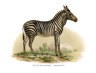 Zebra, 1860