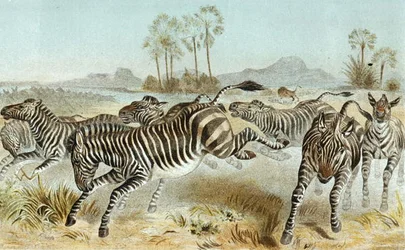 Zebra, tallrik från "Brehms Tierleben: Allgemeine Kunde des Tierreichs", vol 3, sid. 81, utgiven av Bibliographisches Institut