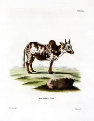 Zebu (färgad gravyr)