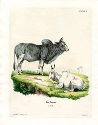 Zebu (färgad gravyr)