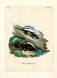 Zorilla (färgad gravyr)