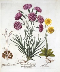 i. Nejlika, Dianthius, ii. Arnica & iii. Rundbladig soldagg från Hortus Eystettensis, av Basil Besler (1561-1629) pub. 1613
