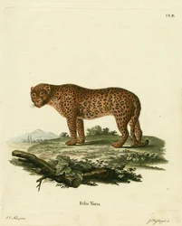 panter (färgad gravyr)