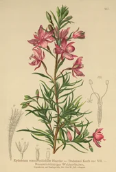 rosmarinbladig pilört (Epilobium rosmarinifolium, Epilobium Dodonaei)