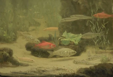 Guld- och silverfiskar i ett akvarium