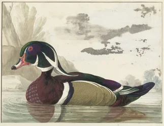 carolina anka