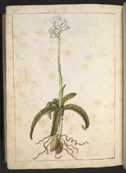 En växt med vita kronblad, från "Paintings of Flora of the Roman States" av Gherardo Cibo, Add MS 22333, f173v, c.1564-84 (akvarell & gouache på papper)