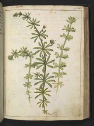 En växt med gröna blad, från "Paintings of Flora of the Roman States" av Gherardo Cibo, Add MS 22333, f125r, c.1564-84 (akvarell & gouache på papper)