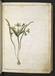 En växt med gula blommor, från "Paintings of Flora of the Roman States" av Gherardo Cibo, Add MS 22333, f036r, c.1564-84 (akvarell & gouache på papper)