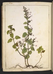 Acinos, Clinopodium: Perenn vedartad växt med rörformade blommor, från "Paintings of Flora of the Roman States" av Gherardo Cibo, Add MS 22333, f175v, c.1564-84 (akvarell & gouache på papper)