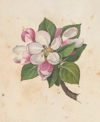 Lägg till MS 22333 f.61r, Blossom, från 