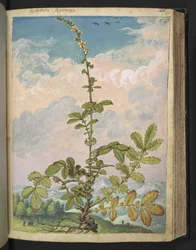 Agrimonia eupatoria, från "Paintings of Flora of the Roman States" av Gherardo Cibo, Add MS 22333, f087r, c.1564-84 (akvarell & gouache på papper)