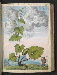Alliaria petiolata: En hög växt med vita kronblad. , från "Paintings of Flora of the Roman States" av Gherardo Cibo, Add MS 22333, f097r, c.1564-84 (akvarell & gouache på papper)