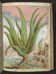 Aloe vera, från "Paintings of Flora of the Roman States" av Gherardo Cibo, Add MS 22333, f144r, c.1564-84 (akvarell & gouache på papper)