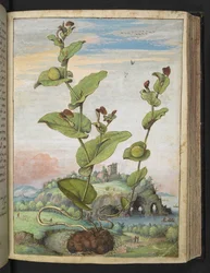 Aristolochia rotunda: En fruktbärande växt, från "Paintings of Flora of the Roman States" av Gherardo Cibo, Add MS 22333, f078r, c.1564-84 (akvarell & gouache på papper)