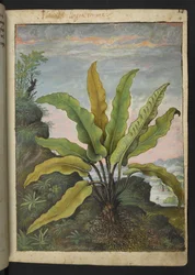 Asplenium scolopendrium, från "Paintings of Flora of the Roman States" av Gherardo Cibo, Add MS 22333, f014r, c.1564-84 (akvarell & gouache på papper)