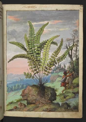 Asplenium trichomanes, från "Paintings of Flora of the Roman States" av Gherardo Cibo, Add MS 22333, f016r, c.1564-84 (akvarell & gouache på papper)