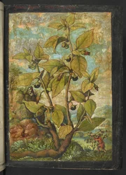 Atropa belladonna eller Atropa bella-donna, från "Paintings of Flora of the Roman States" av Gherardo Cibo, Add MS 22333, f005r, c.1564-84 (akvarell & gouache på papper)