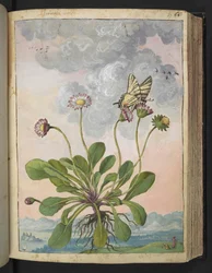 Bellis perennis, från "Paintings of Flora of the Roman States" av Gherardo Cibo, Add MS 22333, f067r, c.1564-84 (akvarell & gouache på papper)