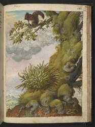 Bryophyte (mossa) och en ekorre som sitter på grenen av ett träd, från "Paintings of Flora of the Roman States" av Gherardo Cibo, Add MS 22333, f172r, c.1564-84 (akvarell & gouache på papper)
