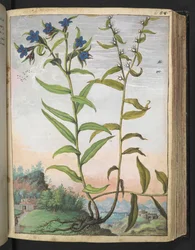 Buglossoides purpurocaerulea , från "Paintings of Flora of the Roman States" av Gherardo Cibo, Add MS 22333, f061r, c.1564-84 (akvarell & gouache på papper)