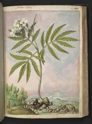 Cardamine heptaphylla, från "Paintings of Flora of the Roman States" av Gherardo Cibo, Add MS 22333, f127r, c.1564-84 (akvarell & gouache på papper)