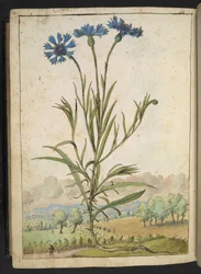 Centaurea cyanus: En blomma med blå kronblad, från "Paintings of Flora of the Roman States" av Gherardo Cibo, Add MS 22333, f177v, c.1564-84 (akvarell & gouache på papper)