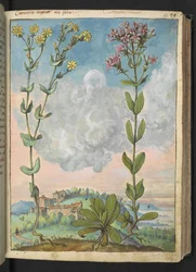Centaurium erythraea, från "Paintings of Flora of the Roman States" av Gherardo Cibo, Add MS 22333, f042r, c.1564-84 (akvarell & gouache på papper)