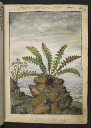 Ceterach officinarum, från "Paintings of Flora of the Roman States" av Gherardo Cibo, Add MS 22333, f013r, c.1564-84 (akvarell & gouache på papper)