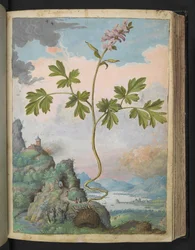 Corydalis cava: En växt med rosa blommor, från "Paintings of Flora of the Roman States" av Gherardo Cibo, Add MS 22333, f079r, c.1564-84 (akvarell & gouache på papper)