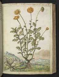 Cota tinctoria, från "Paintings of Flora of the Roman States" av Gherardo Cibo, Add MS 22333, f106r, c.1564-84 (akvarell & gouache på papper)