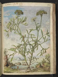 Crithmum maritimum, möjligen Crithmum, från "Paintings of Flora of the Roman States" av Gherardo Cibo, Add MS 22333, f168r, c.1564-84 (akvarell & gouache på papper)
