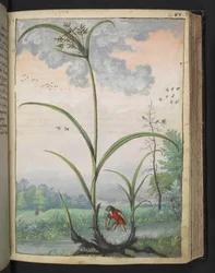 Cyperus serotinus, från "Paintings of Flora of the Roman States" av Gherardo Cibo, Add MS 22333, f086r, c.1564-84 (akvarell & gouache på papper)