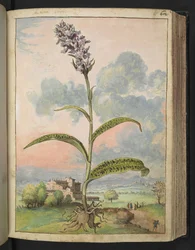 Dactylorhiza fuchsii, från "Paintings of Flora of the Roman States" av Gherardo Cibo, Add MS 22333, f065r, c.1564-84 (akvarell & gouache på papper)