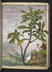 Daphne laureola, från "Paintings of Flora of the Roman States" av Gherardo Cibo, Add MS 22333, f037r, c.1564-84 (akvarell & gouache på papper)
