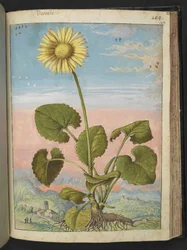 Doronicum austriacum: En växt med en gul blomma, från "Paintings of Flora of the Roman States" av Gherardo Cibo, Add MS 22333, f147r, c.1564-84 (akvarell & gouache på papper)