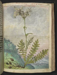Filipendula vulgari, från "Paintings of Flora of the Roman States" av Gherardo Cibo, Add MS 22333, f146r, c.1564-84 (akvarell & gouache på papper)